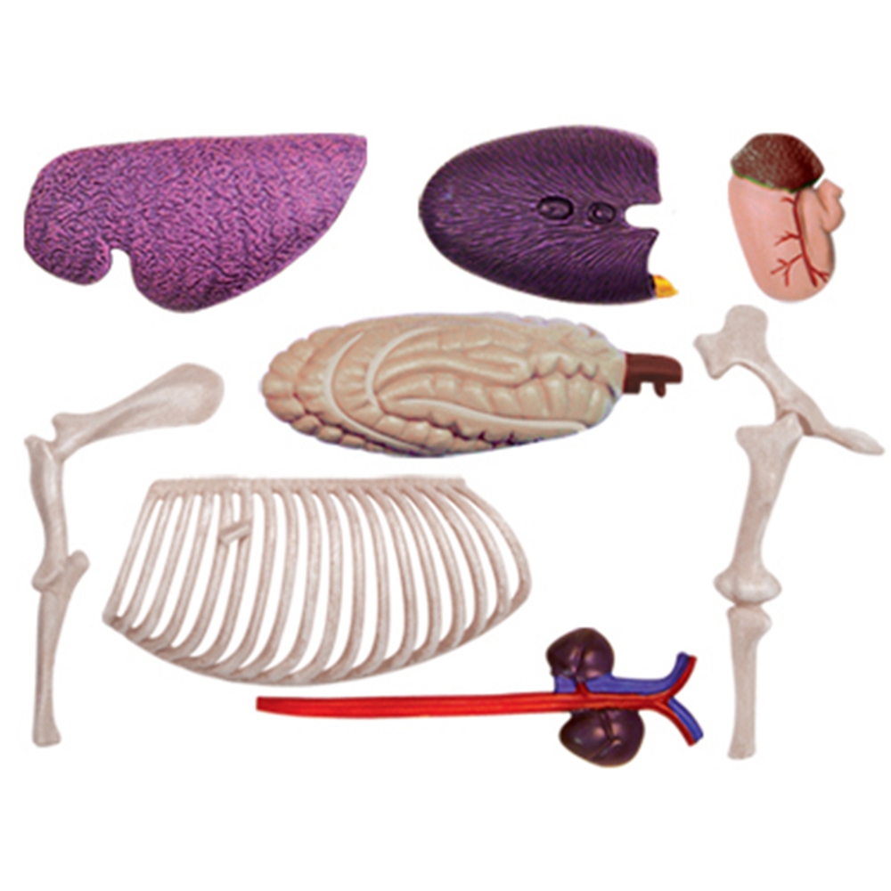 نموذج تشريح الجهاز الحيواني 4D - مراجعة Science Toys Diy وسعره